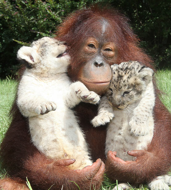 orangutan with leopard kittens